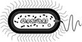 Silhouette of bacterial cell structure. Prokaryotic cell with nucleoid